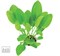 Dennerle Эхинодорус сердцевидный `Мини` - растение для аквариума - фото 19053