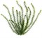 Tetra Anacharis 38 см - растение для аквариума - фото 21671