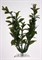 Tetra Hygrophila 15 см - растение для аквариума - фото 22289