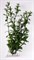 Tetra Hygrophila 30 см - растение для аквариума - фото 22292