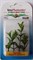 Tetra Hygrophila 5 см - растение для аквариума - фото 22293