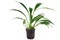 Tropica Анубиас бартери вар. Ангустифолия - живое растение для аквариума - фото 23163
