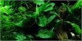 Tropica Анубиас бартери вар. Нана - живое растение для аквариума T-101 - фото 23170