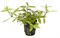 Tropica Гигрофила полисперма - живое растение для аквариума - фото 23191