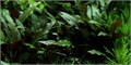 Tropica Криптокорина бекетти Петчи" - живое растение для аквариума" T-108A - фото 23205