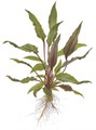 Tropica Криптокорина бекетти Петчи" - живое растение для аквариума" T-108A - фото 23206
