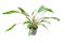Tropica Криптокорина вендти - живое растение для аквариума - фото 23207