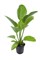 Tropica Эхинодорус Аквартика" - живое растение для аквариума" - фото 23214