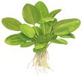 Tropica Эхинодорус Аквартика" - живое растение для аквариума" T-074F - фото 23216