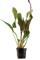 Tropica Эхинодорус Ред Даймонд" - живое растение для аквариума" - фото 23220