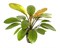 Tropica Эхинодорус Розе" - живое растение для аквариума" - фото 23223