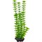 Tetra Ambulia 25 см - растение для аквариума - фото 23949