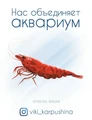 Открытка "Креветка вишня" - Нас объединяет аквариум (с) Виктория Карпушина VK3