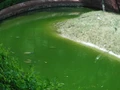 Цветущая вода выглядит так