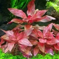 Alternanthera reineckii "Rosanervig" (Альтернантера рейнека "Розанервиг") - меристемное растение для аквариума 821.491.1.11