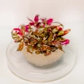 Alternanthera reineckii "Roseafolia"(Альтернатера рейнека "Розаэфолия" (розовая)) - меристемное растение для аквариума 821.481.1.11