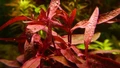 Alternanthera reineckii "Roseafolia"(Альтернатера рейнека "Розаэфолия" (розовая)) - меристемное растение для аквариума 821.481.1.11