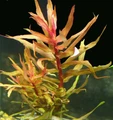 Ammannia gracilis (Амманния изящная) - меристемное растение для аквариума 821.421.1.11