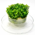Ammannia sp. "Bonsai" (Амманния "Бонсай") - меристемное растение для аквариума 821.031.1.11