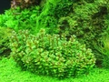 Ammannia sp. "Bonsai" (Амманния "Бонсай") - меристемное растение для аквариума 821.031.1.11