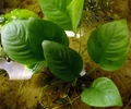 Anubias barteri sp. "Gabon" (Анубиас бартера "Габон") - меристемное растение для аквариума 821.071.1.30