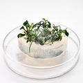 Anubias barteri var. nana "Petite" (Анубиас бартера карликовый "Петит") - меристемное растение для аквариума 821.191.1.11