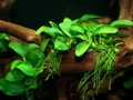 Anubias barteri var. nana "Petite" (Анубиас бартера карликовый "Петит") - меристемное растение для аквариума 821.191.1.11