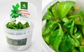 Anubias heterophylla (Анубиас разнолистный) - меристемное растение для аквариума 821.641.1.11