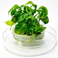 Anubias heterophylla (Анубиас разнолистный) - меристемное растение для аквариума 821.641.1.11