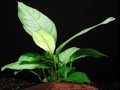 Anubias heterophylla (Анубиас разнолистный) - меристемное растение для аквариума 821.641.1.11