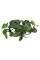 Anubias sp. Nangi (Анубиас "Нанги") - меристемное растение для аквариума 821.791.1.11 - фото 31714