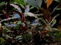 Bucephalandra sp. "Kedagang", Japan (Буцефаландра "Кедаганг") - меристемное растение для аквариума 821.561.1.30