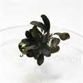 Bucephalandra sp. "Red Mini" (Буцефаландра "Миниатюрная красная") - меристемное растение для аквариума 821.441.1.30