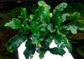 Bucephalandra sp. "Wavy Green" (Буцефалландра " Зелёная Волна ") - меристемное растение для аквариума 821.801.1.11