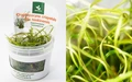 Cryptocoryne crispatula var. tonkinensis (Криптокорина тонкиненсис) - меристемное растение для аквариума 821.631.1.11