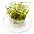 Cryptocoryne crispatula var. tonkinensis (Криптокорина тонкиненсис) - меристемное растение для аквариума 821.631.1.11 - фото 31724
