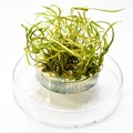 Cryptocoryne crispatula var. tonkinensis (Криптокорина тонкиненсис) - меристемное растение для аквариума 821.631.1.11