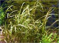 Cryptocoryne crispatula var. tonkinensis (Криптокорина тонкиненсис) - меристемное растение для аквариума 821.631.1.11 - фото 31725