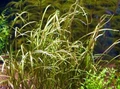 Cryptocoryne crispatula var. tonkinensis (Криптокорина тонкиненсис) - меристемное растение для аквариума 821.631.1.11
