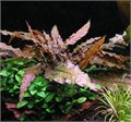 Cryptocoryne wendtii "Mi Oya" (Криптокорина вендта «Ми Ойя») - меристемное растение для аквариума 821.451.1.11 - фото 31727