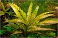 Cryptocoryne wendtii "Tropica" (Криптокорина Вендта "Тропика") - меристемное растение для аквариума 821.441.1.11 - фото 31730