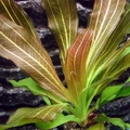 Echinodorus "Rose" (Эхинодорус "Розе") - меристемное растение для аквариума 821.741.1.11