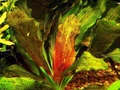 Echinodorus ozelot red (Эхинодорус оцелот красный) - меристемное растение для аквариума 821.831.1.11
