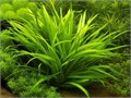 Echinodorus quadricostatus (Эхинодорус квадрикостатус) - меристемное растение для аквариума 821.251.1.11 - фото 31738