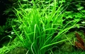 Echinodorus tenellus (Эхинодорус тенеллюс) - меристемное растение для аквариума 821.041.1.11