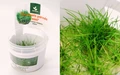 Eleocharis parvula mini (Элеохарис парвула мини) - меристемное растение для аквариума 821.621.1.11