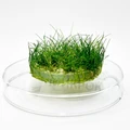 Eleocharis parvula mini (Элеохарис парвула мини) - меристемное растение для аквариума 821.621.1.11