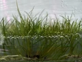 Eleocharis parvula mini (Элеохарис парвула мини) - меристемное растение для аквариума 821.621.1.11