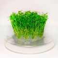 Glossostigma elatinoides (Глоссостигма элатиноидес) - меристемное растение для аквариума 821.151.1.11