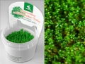 Hemianthus callitrichoides "Cuba" (Хемиантус каллитрихоидес "Куба") - меристемное растение для аквариума 821.061.1.11